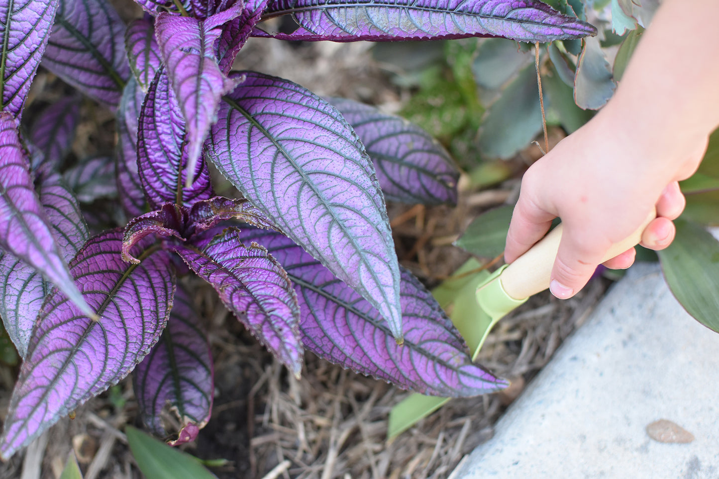 Little Green Thumb